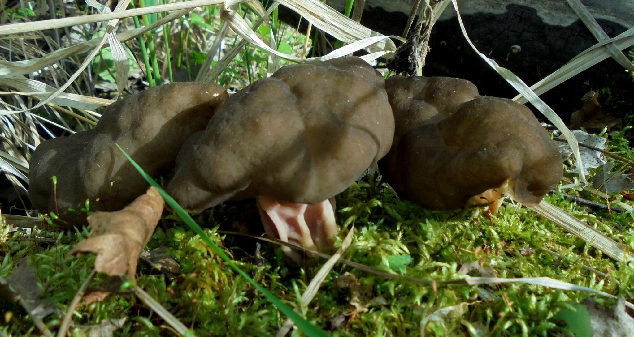 Image of Gyromitra sphaerospora (Peck) Sacc. 1889