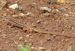 Image of Heliobolus spekii (Günther 1872)