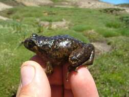 Image of Pehuenche Spiny-chest Frog