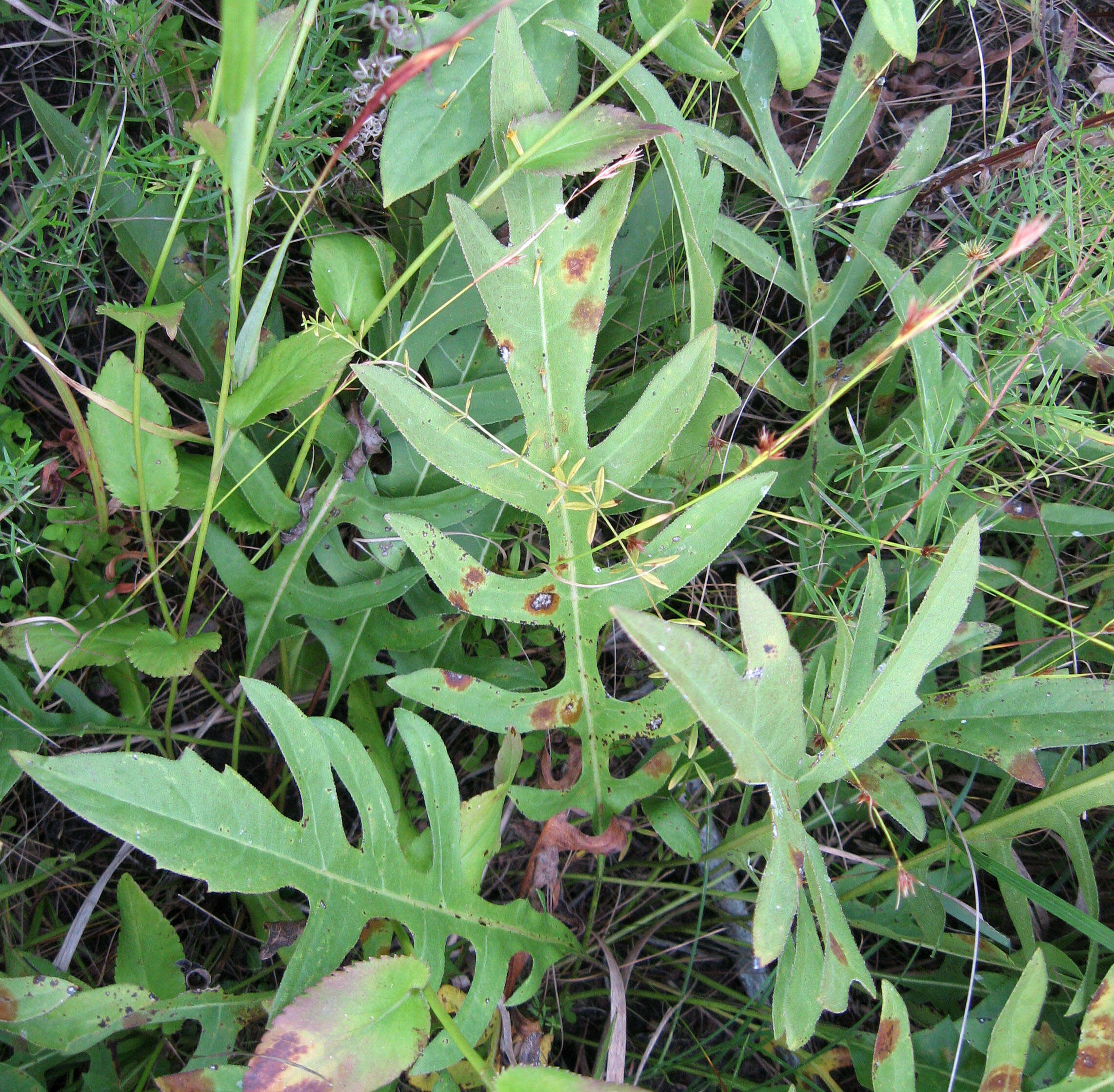 Silphium terebinthinaceum var. pinnatifidum (Ell.) A. Gray resmi