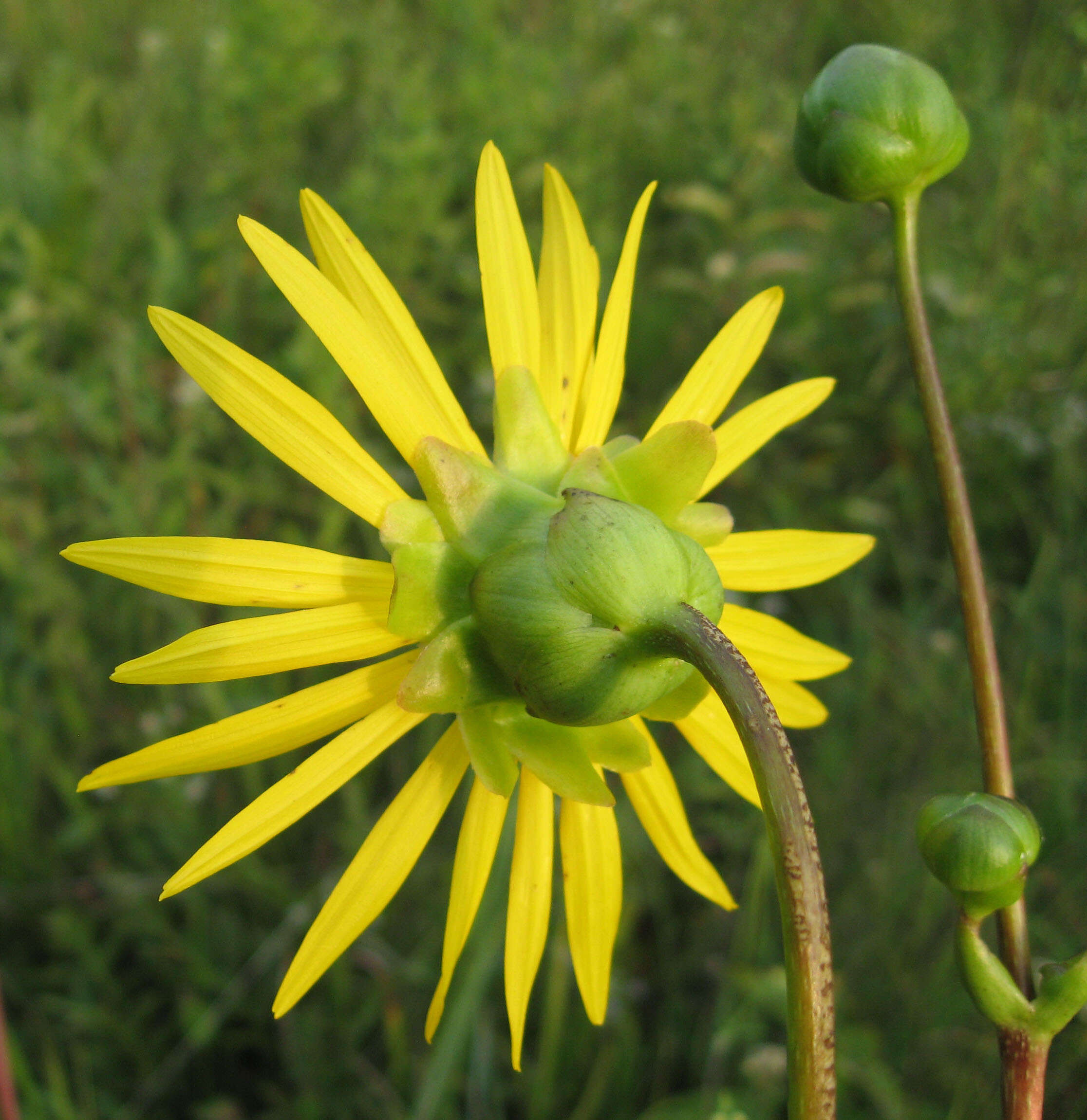 Silphium terebinthinaceum var. pinnatifidum (Ell.) A. Gray resmi