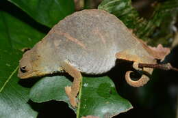 Image of Green pygmy chameleon