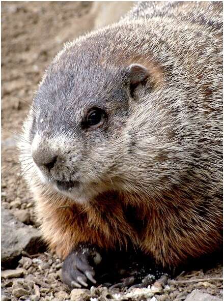 Image of Marmota subgen. Marmota Blumenbach 1779