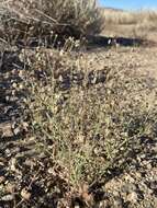 Image of spotted buckwheat