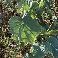 Image of Elephant's ear