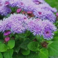 Imagem de Ageratum houstonianum Mill.