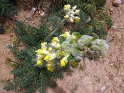 Image of Phlomoides laciniata (L.) Kamelin & Makhm.