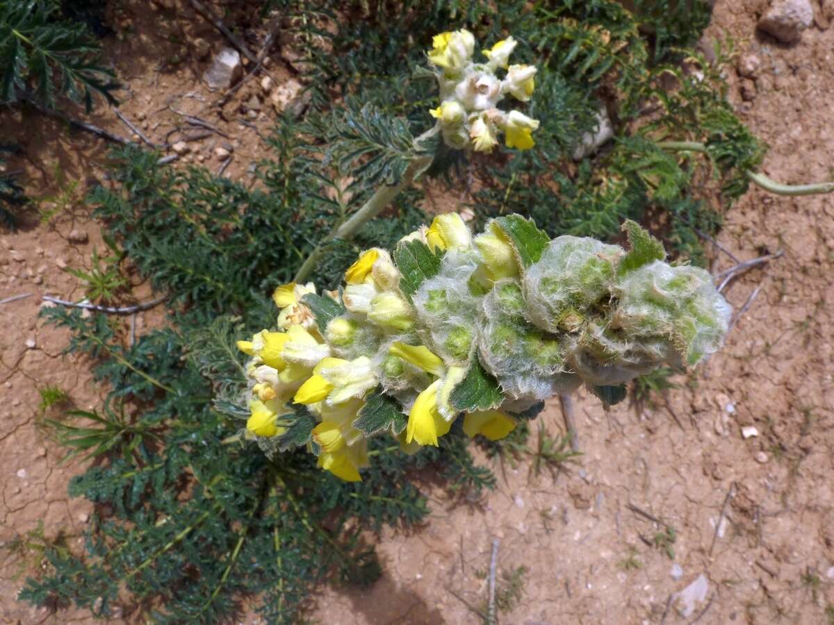 Sivun Phlomoides laciniata (L.) Kamelin & Makhm. kuva