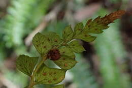 Image of Polystichum levingei C. Hope ex Christ