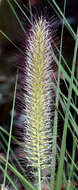 Imagem de Pennisetum alopecuroides