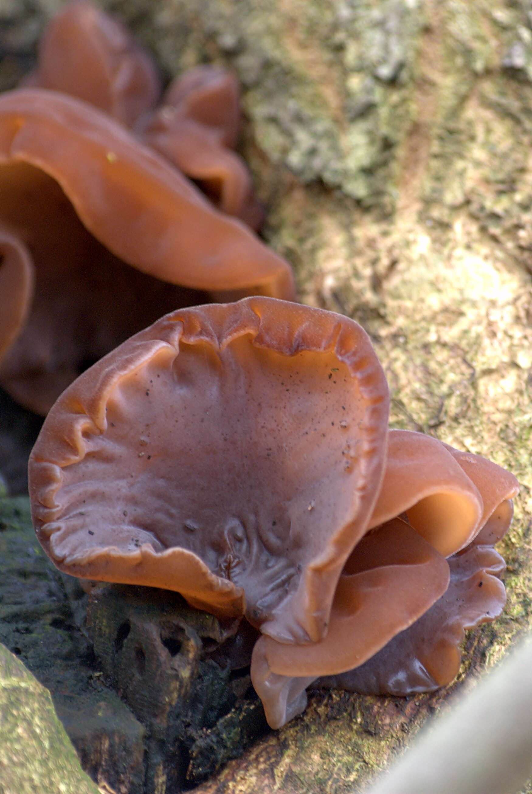 Image of ear fungus