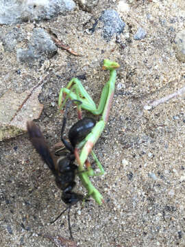 Image of Mud dauber