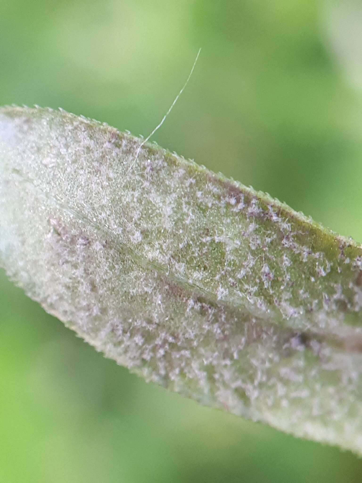 Image of Peronospora galii