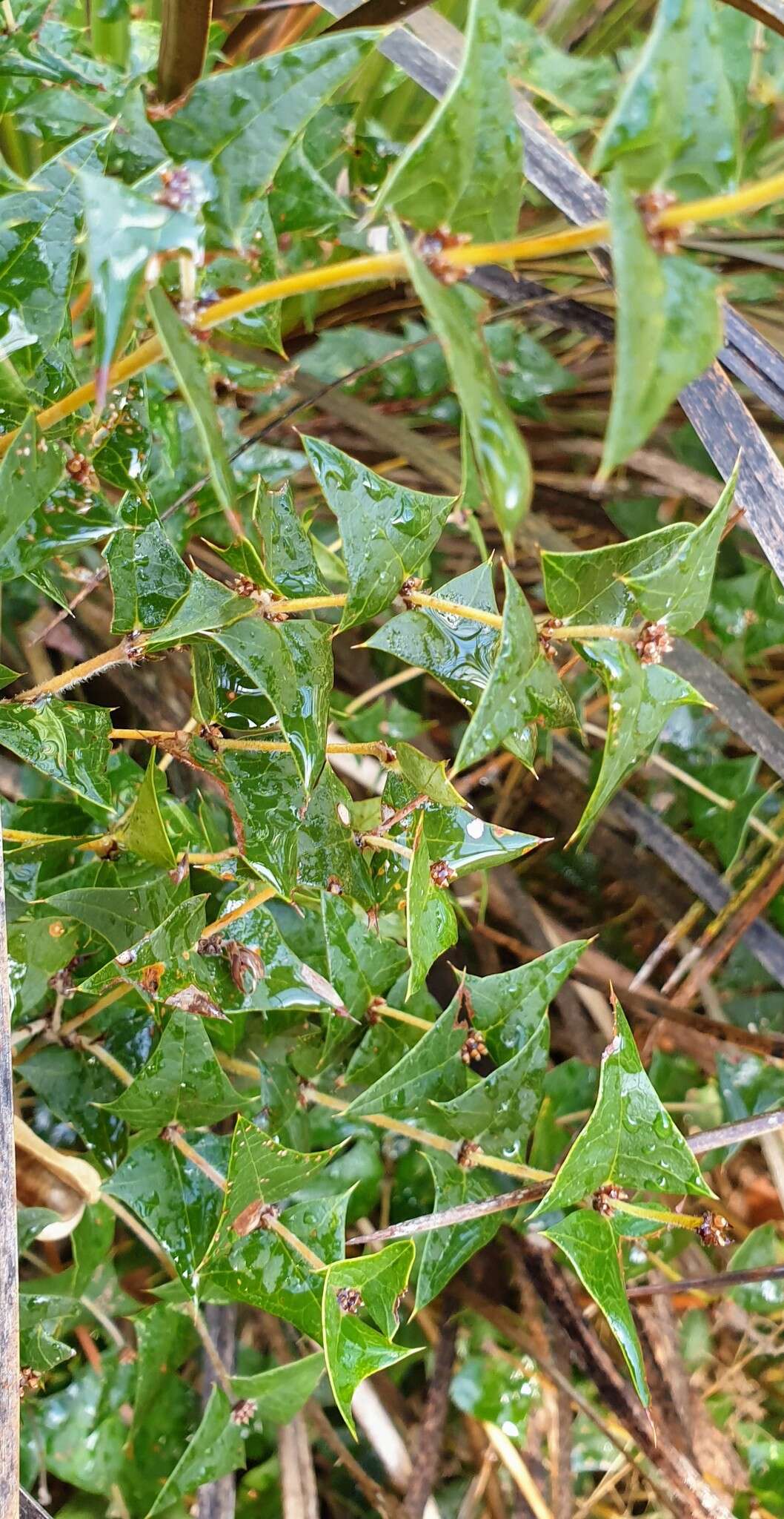 Plancia ëd Platylobium obtusangulum Hook.