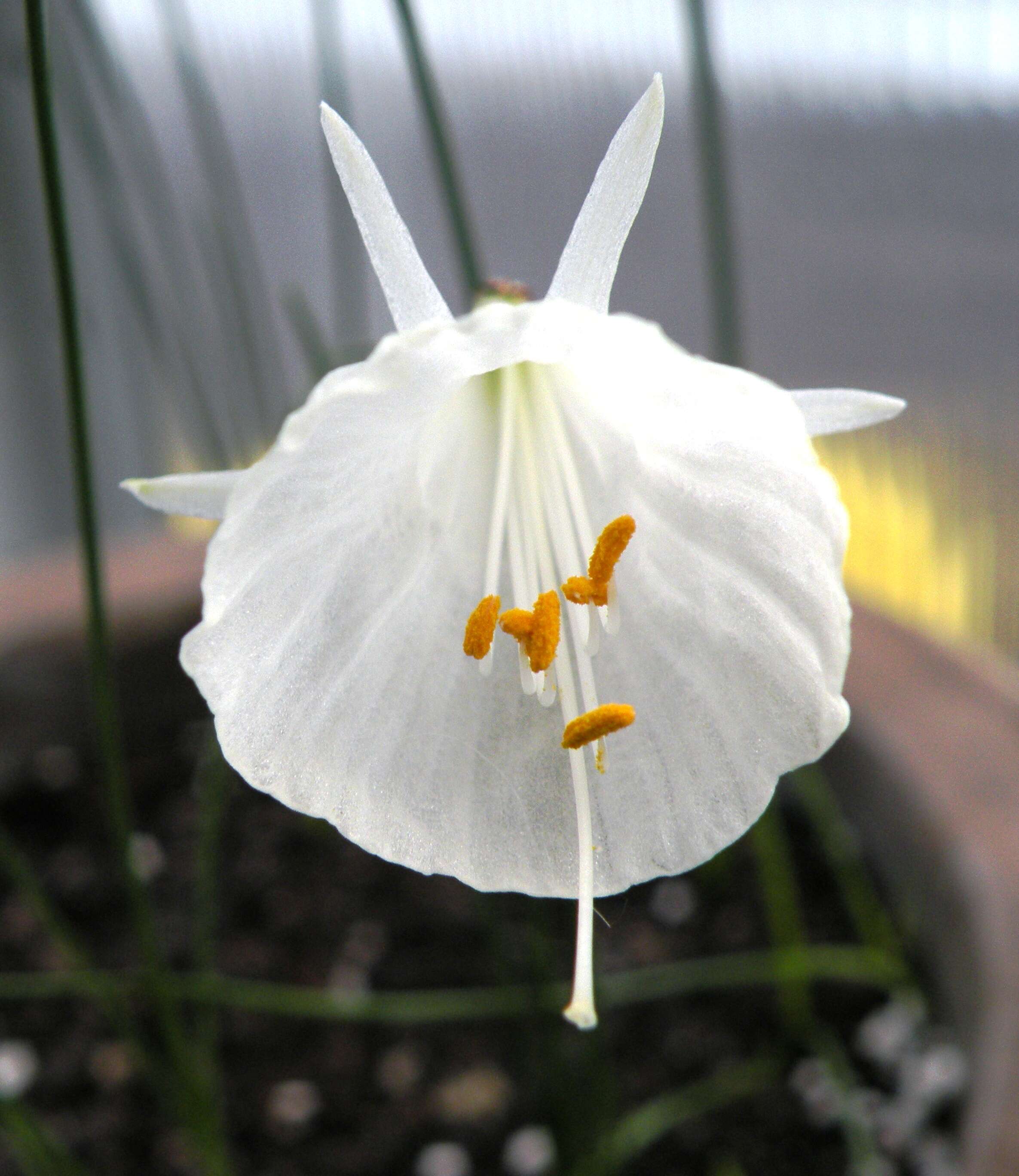 Image de Narcissus cantabricus DC.