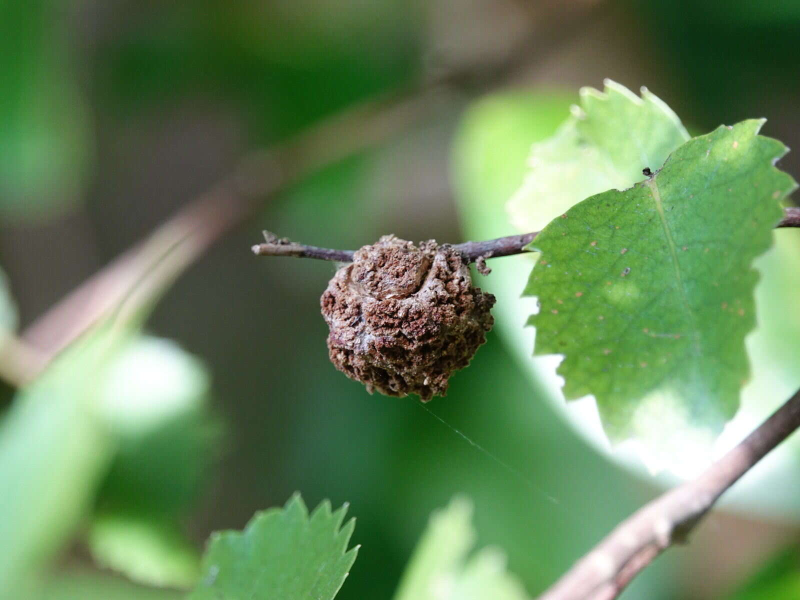 Image of <i>Eriophyes hoheriae</i>