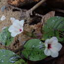 Image of Ipomoea sumatrana (Miquel) van Ooststroom