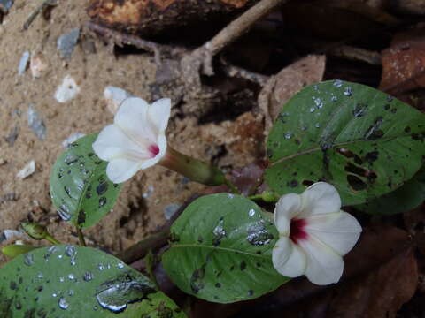 Image of Ipomoea sumatrana (Miquel) van Ooststroom