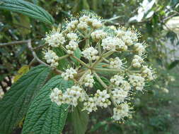 Plancia ëd Viburnum rhytidophyllum Hemsl. ex Forb. & Hemsl.