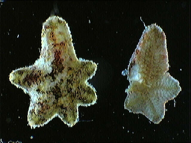 Image of Aquilonastra conandae O'Loughlin & Rowe 2006