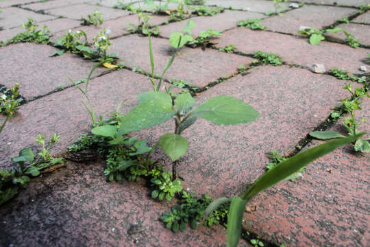 Image of ragleaf