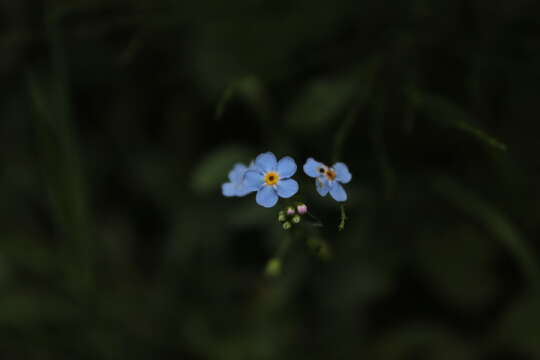 Image of Tufted Forget-Me-Not