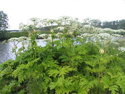 Image of Mantegazzi's Cow-Parsnip