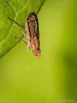 Image of Trypetoptera canadensis (Macquart 1843)