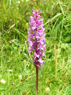 Image of fragrant orchid