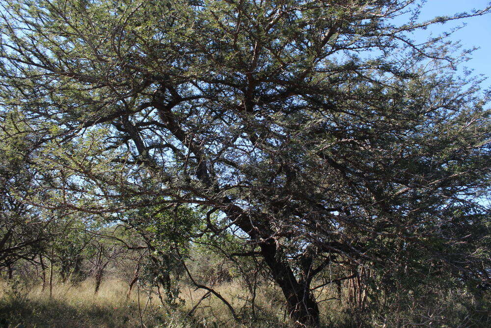 Imagem de Vachellia robusta subsp. robusta