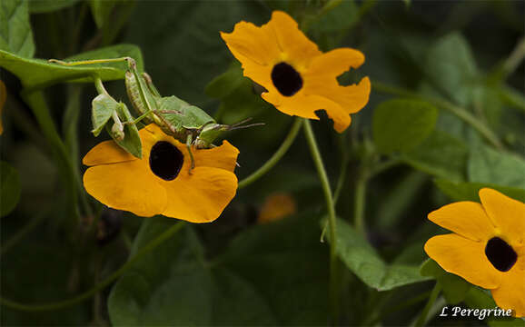 Image of blackeyed Susan vine