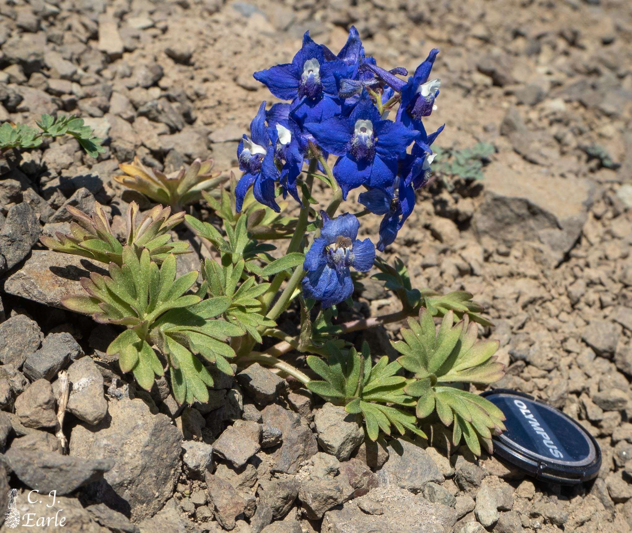 Plancia ëd Delphinium glareosum Greene