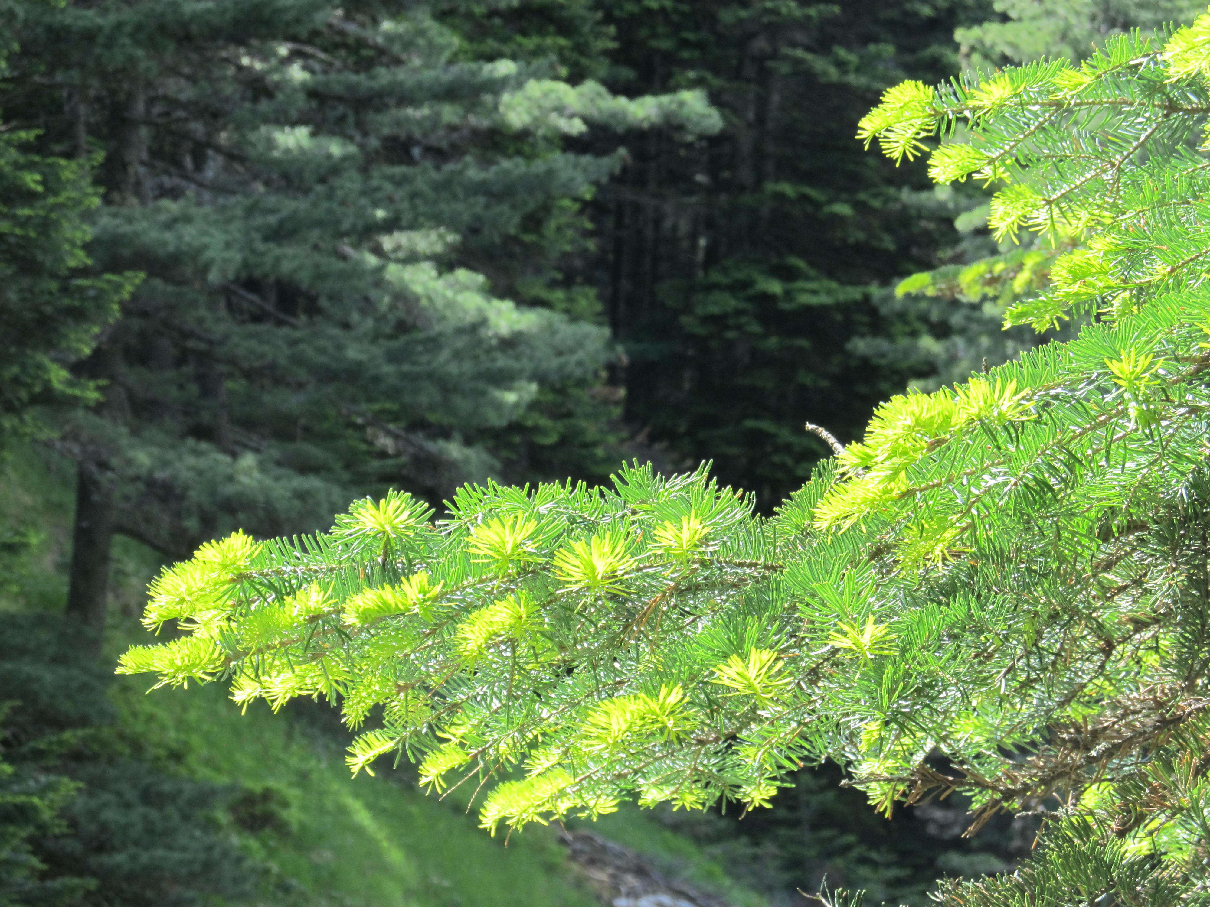 Image de Abies borisii-regis Mattf.