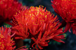 Imagem de Haemanthus canaliculatus Levyns