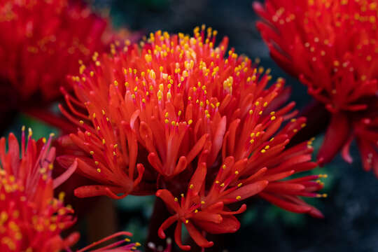 Image of Haemanthus canaliculatus Levyns