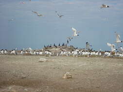 Image of Pallas's Gull