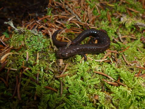 Слика од Plethodon nettingi Green 1938