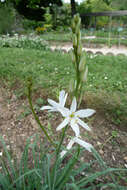 Image of Branched St Bernard's lily