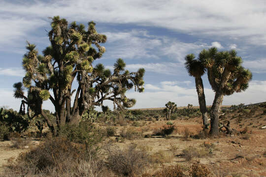 Image of Yucca decipiens Trel.