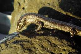 Image of Noronha skink