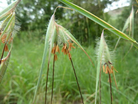 Image of Red grass