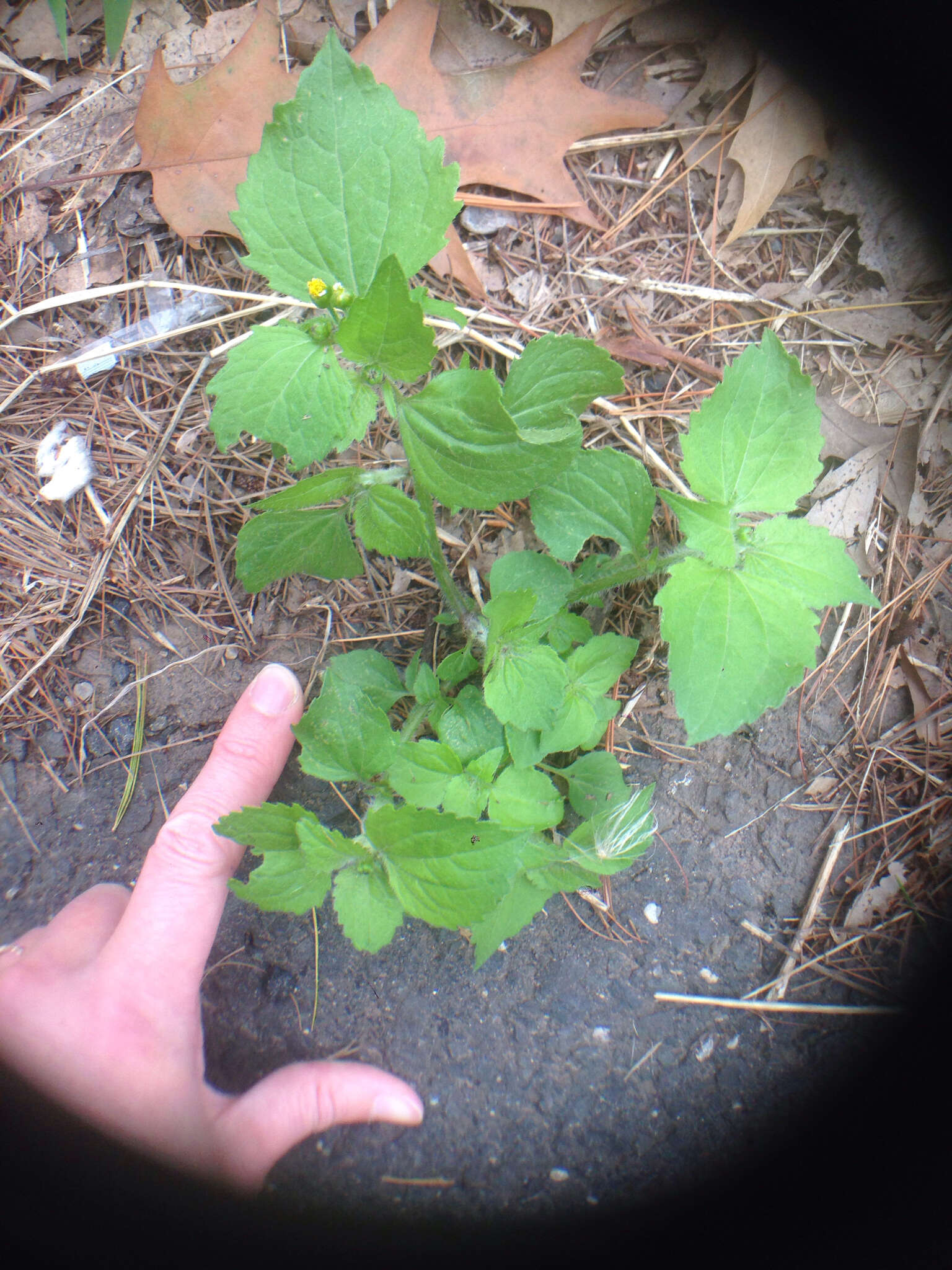 Image of Smooth peruvian daisy