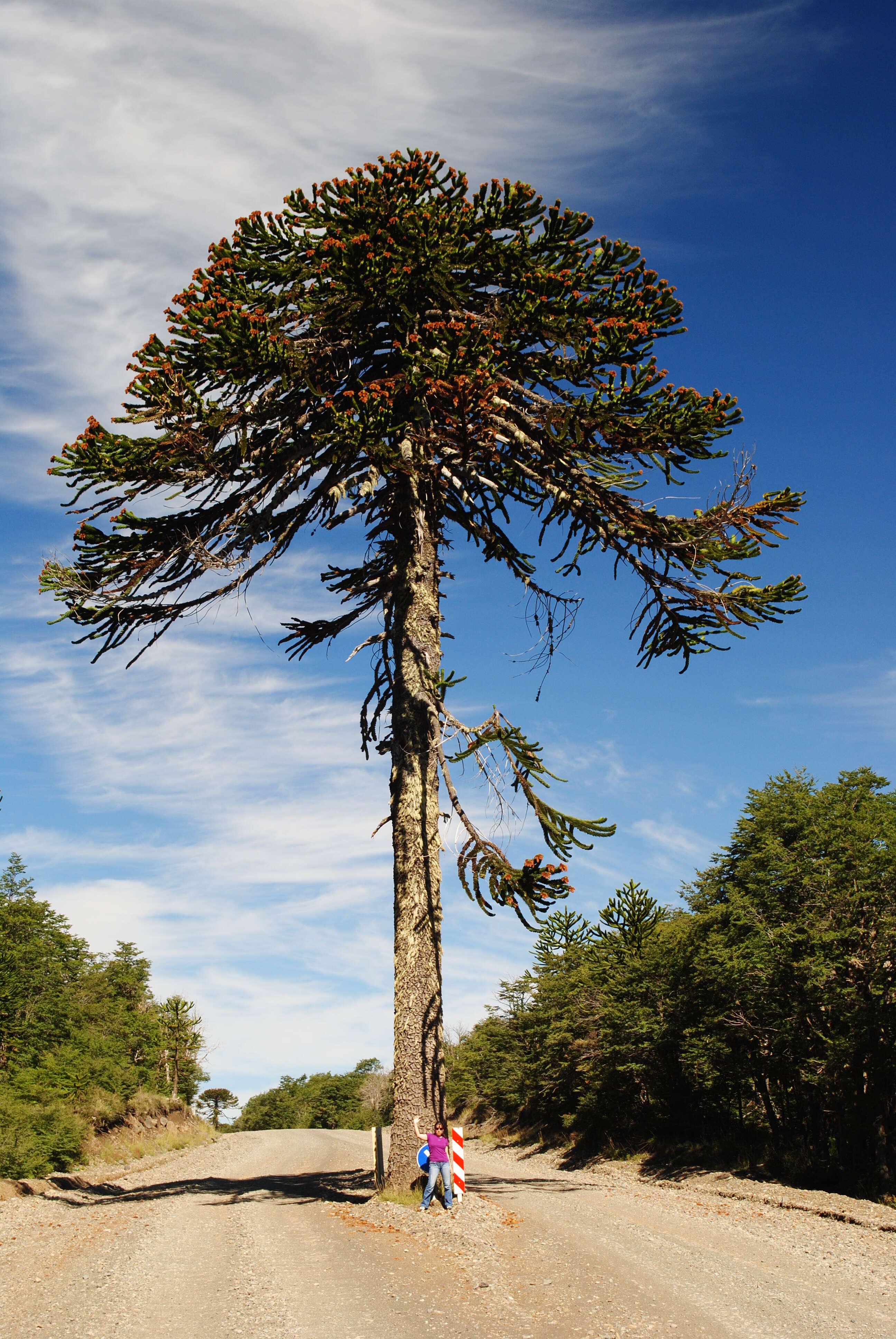 Слика од Araucaria araucana (Molina) K. Koch