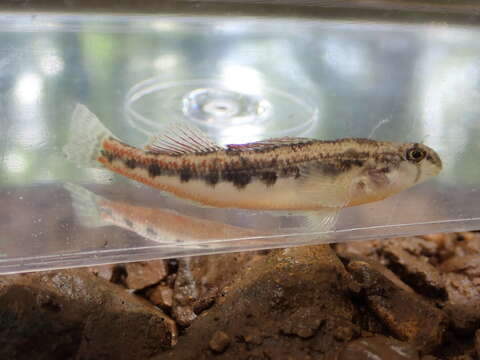 صورة Etheostoma duryi Henshall 1889