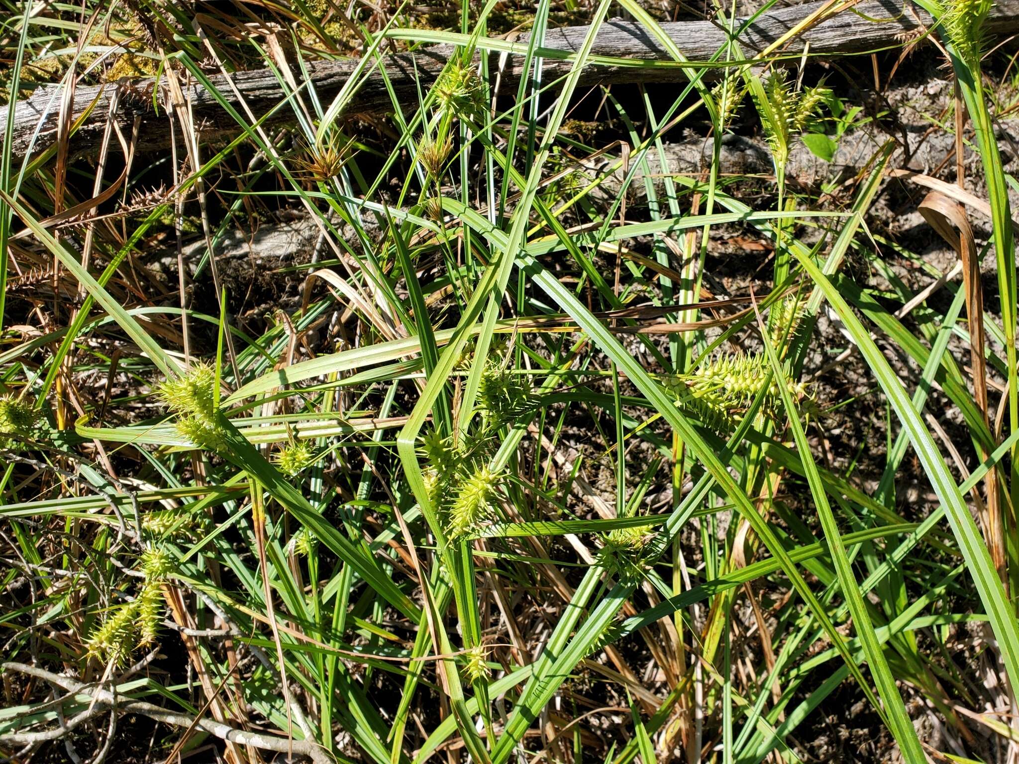 Image de Carex gigantea Rudge