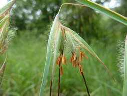 Image of Red grass