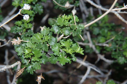 Image of Pleurocoronis laphamioides (Rose) R. King & H. Rob.