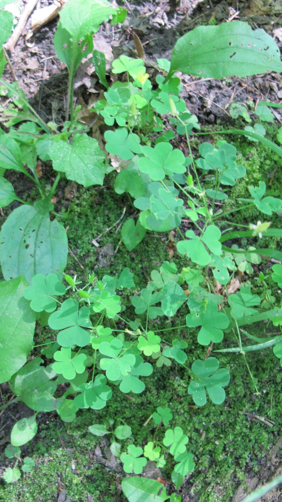 Image of slender yellow woodsorrel