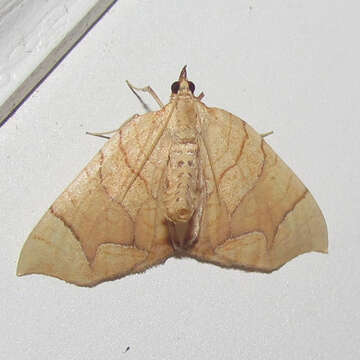 Image of Lesser Grapevine Looper Moth