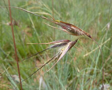 Image of Red grass